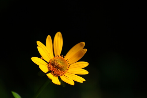 "Yellow Flower" by Colin Simonson